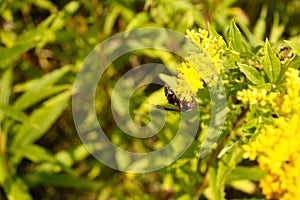 Yellow jacket bee pollinating wild yellow plant