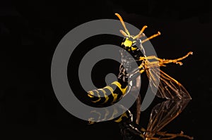 Yellow jacket on black with reflection