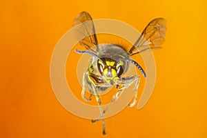 Yellow Jacket in Flight - Frontal View photo