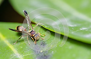 Yellow Jacket Hornet