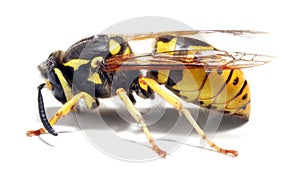 Yellow Jacket Wasp