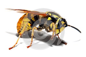 Yellow Jacket Wasp photo