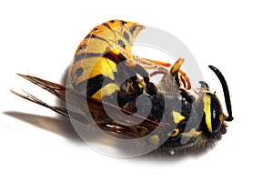 Yellow Jacket Wasp