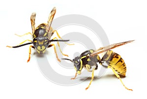 Yellow Jacket Wasp