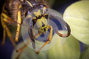 Yellow Jacket Wasp photo