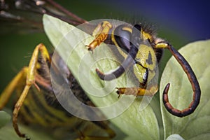 Yellow Jacket Wasp