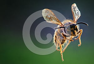 Yellow Jacket Wasp in Flight - Frontal View