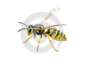 Yellow Jacket Wasp Insect Isolated on White