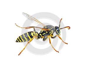 Yellow Jacket Wasp Insect Isolated on White