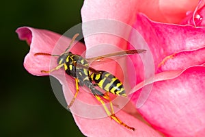 Yellow jacket wasp on pink rose