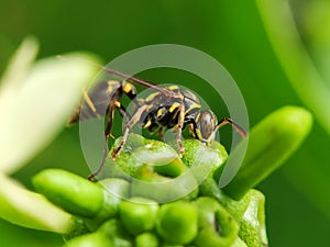Yellow Jacket wasp sucking honey from flower