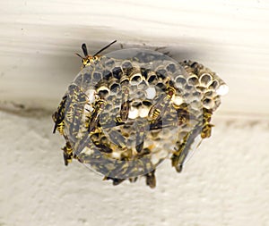 Yellow Jackets Building a Nest Hymenoptera vespidae