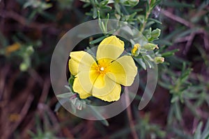 Yellow jagz, Halimium calycinum, is a species in the Cistaceae family Also know as Cistaceae Cistus calycinus L