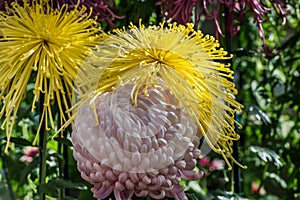 Yellow Japanese Chrysanthemum