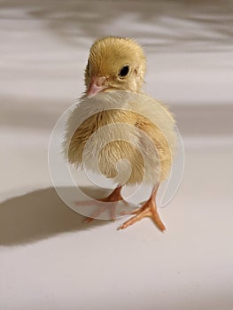 Yellow Japanese coturnix quail chick