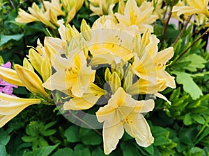 Yellow Japanese rhododendron Latin: rhododendron japonicum A. Gray Suring var. aureum Wils in the Botanical Garden of St. photo