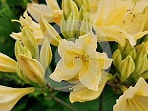 Yellow Japanese rhododendron Latin: rhododendron japonicum A. Gray Suring var. aureum Wils in the Botanical Garden of St.