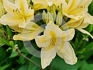 Yellow Japanese rhododendron Latin: rhododendron japonicum A. Gray Suring var. aureum Wils in the Botanical Garden of St. photo