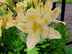 Yellow Japanese rhododendron Latin: rhododendron japonicum A. Gray Suring var. aureum Wils in the Botanical Garden of St. photo