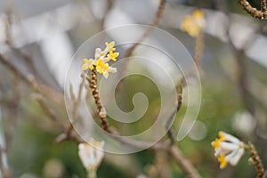Yellow Jasmine flower of Holocanthus or Holocene on a branch photo