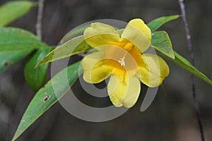Yellow Jasmine and Green Leaves