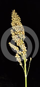 Yellow Javari Seed group on plant