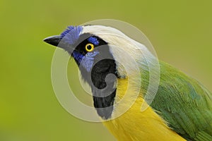 Yellow jay, detail portrait of tropic bird. Yellow Bird, black and blue head, wild nature. Green Jay, Cyanocorax yncas, wild photo