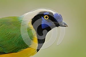 Yellow jay, detail portrait of tropic bird. Yellow Bird, black and blue head, wild nature. Green Jay, Cyanocorax yncas, wild photo