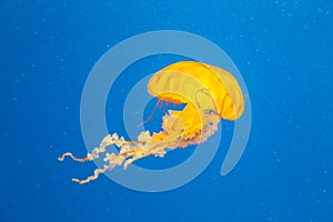 Yellow jelly fish