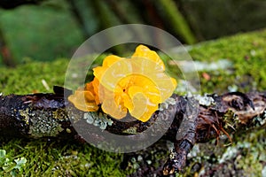 Yellow jelly fungus growth on fallen damp branch