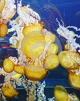 Yellow jellyfish