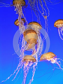 Yellow Jellyfish