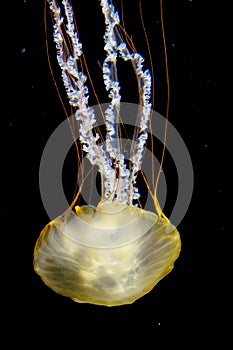 A yellow jellyfish against a black background