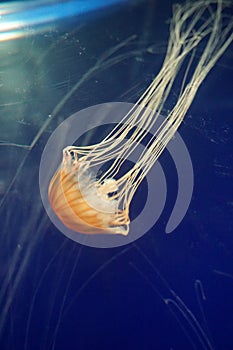 Yellow jellyfish in aquarium with blue background