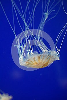 Yellow jellyfish in aquarium with blue background