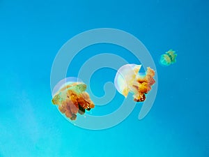 Yellow jellyfish in the clear blue sea