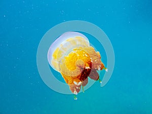 Yellow jellyfish in the clear blue sea