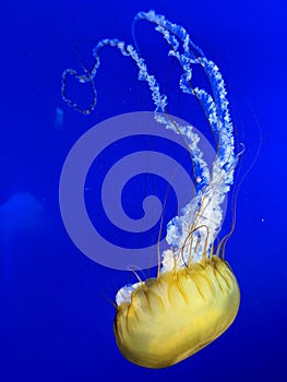 Yellow jellyfish ( Scyphozoa ) swimming on a blue background