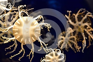 Yellow jellyfish with tentacles photo
