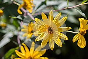 Yellow Jerusalem artichoke flowers