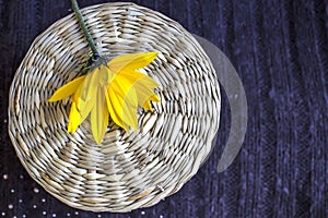 Yellow Jerusalem artichoke on a round wicker background on a textured warm textured background. Autumn background concept.