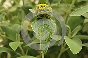 Yellow `Jerusalem Sage` flower - Phlomis Fruticosa