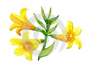 Yellow jessamine