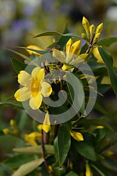 Yellow jessamine