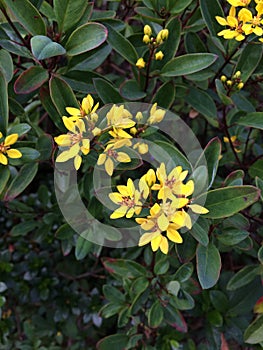 Yellow Jessamine