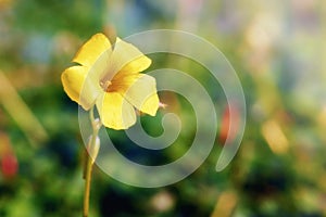 Yellow jessamine flower in the wilderness