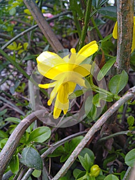 Yellow Jessamine Lights up the Spring !