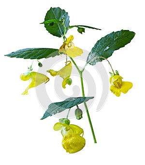 Yellow Jewelweed