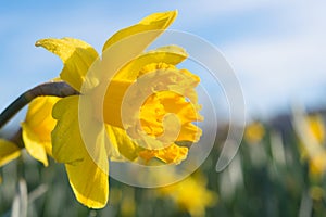 Yellow Jonquil daffodil flower on sunny meadow with morning dew