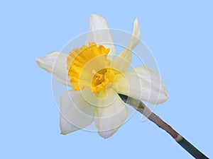 Yellow jonquil flower